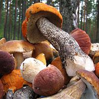 Как отличать съедобные грибы от несъедобных