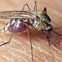 Сколько живет комар