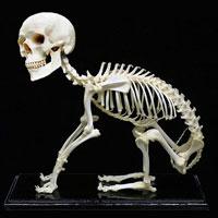 Cколько костей в скелете человека