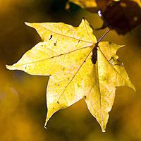 Почему листья желтеют осенью