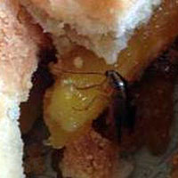 В Челнах из купленного в магазине пирога вылез живой таракан