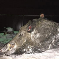 Житель Челябинска убил кабана весом в полтонны