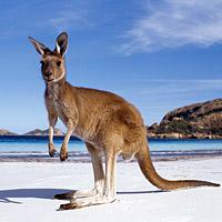 Остров кенгуру